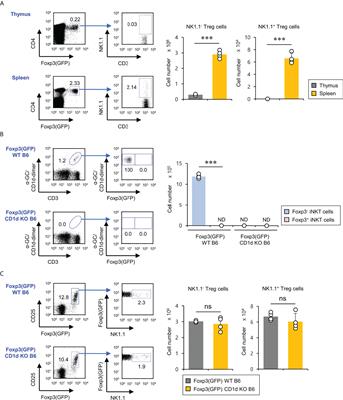 CD1d-independent NK1.1+ Treg cells are IL2-inducible Foxp3+ T cells co-expressing immunosuppressive and cytotoxic molecules